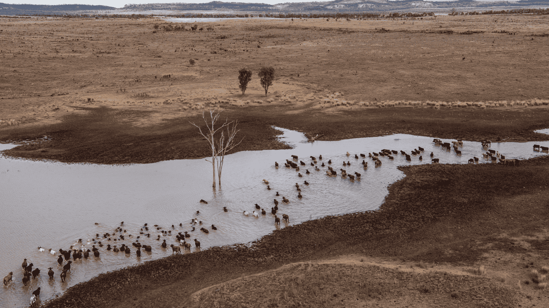 How rainfall is influencing cattle movement across the country