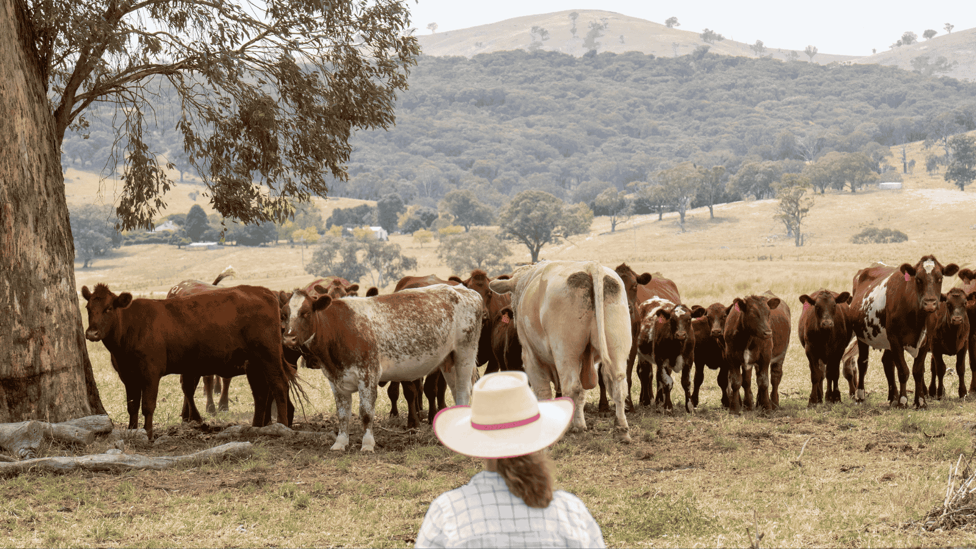 INDICATORS: EYCI and feeder heifer prices lift