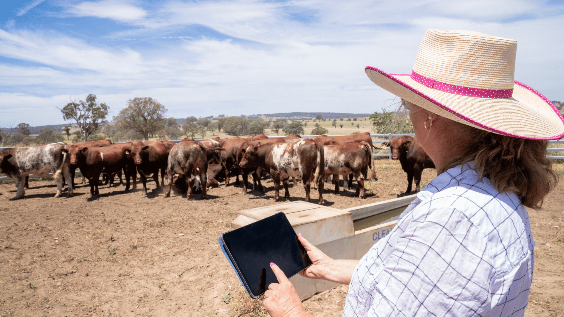 Heifers outclear steers in rare AuctionsPlus market flip