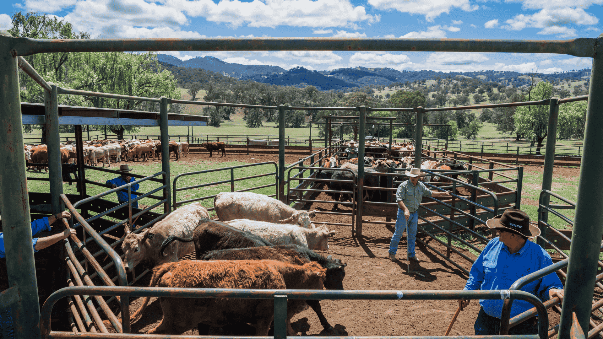 Weaner steer premium lifts to 20% amid increased northern supply