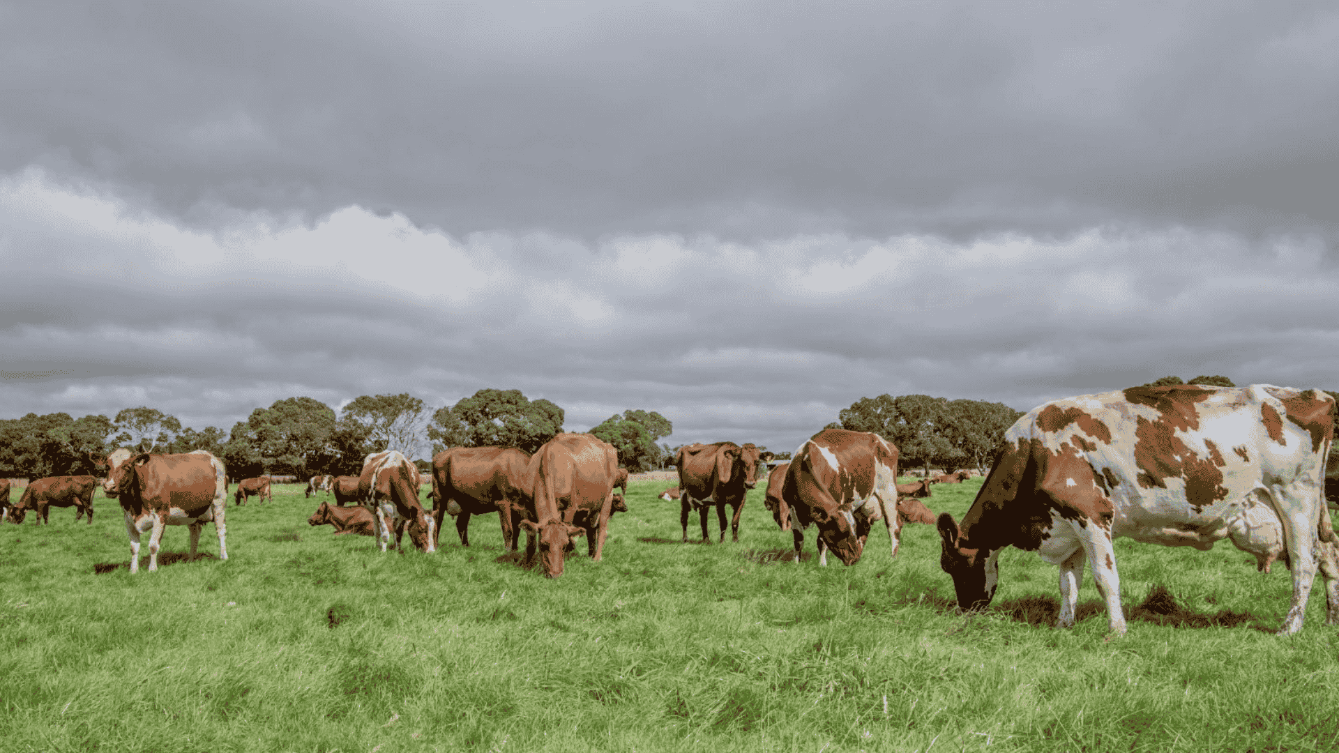 INDICATORS: Cattle markets slide further this week