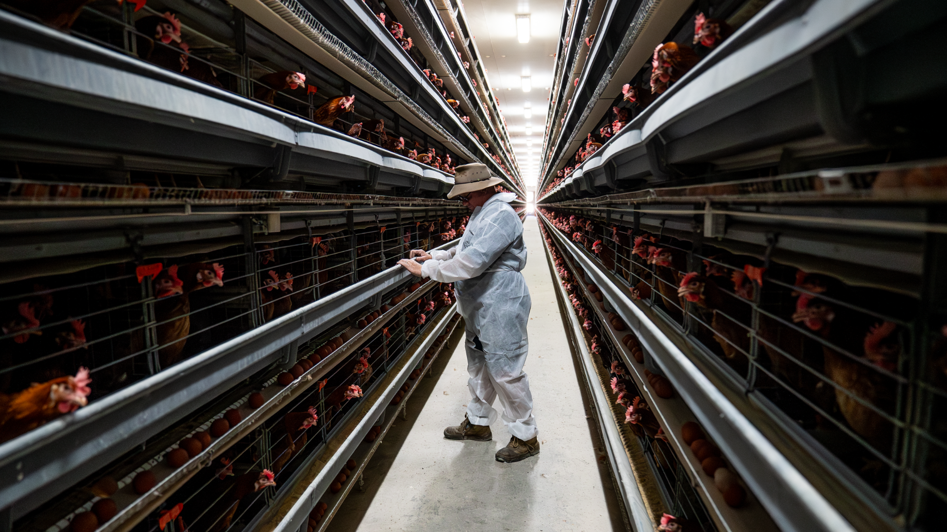Calls for vigilance across agriculture as second bird flu case confirmed