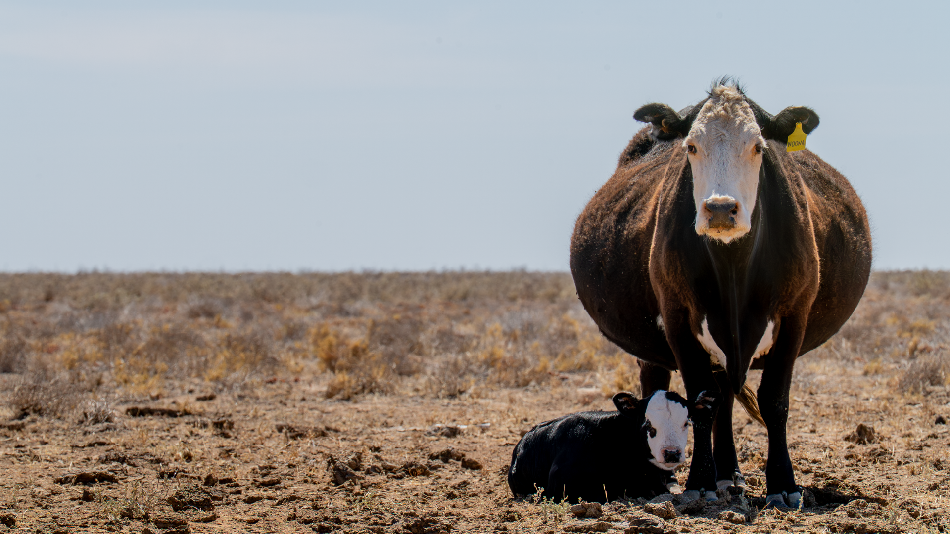 INDICATORS: Cattle market posts solid gains across the board