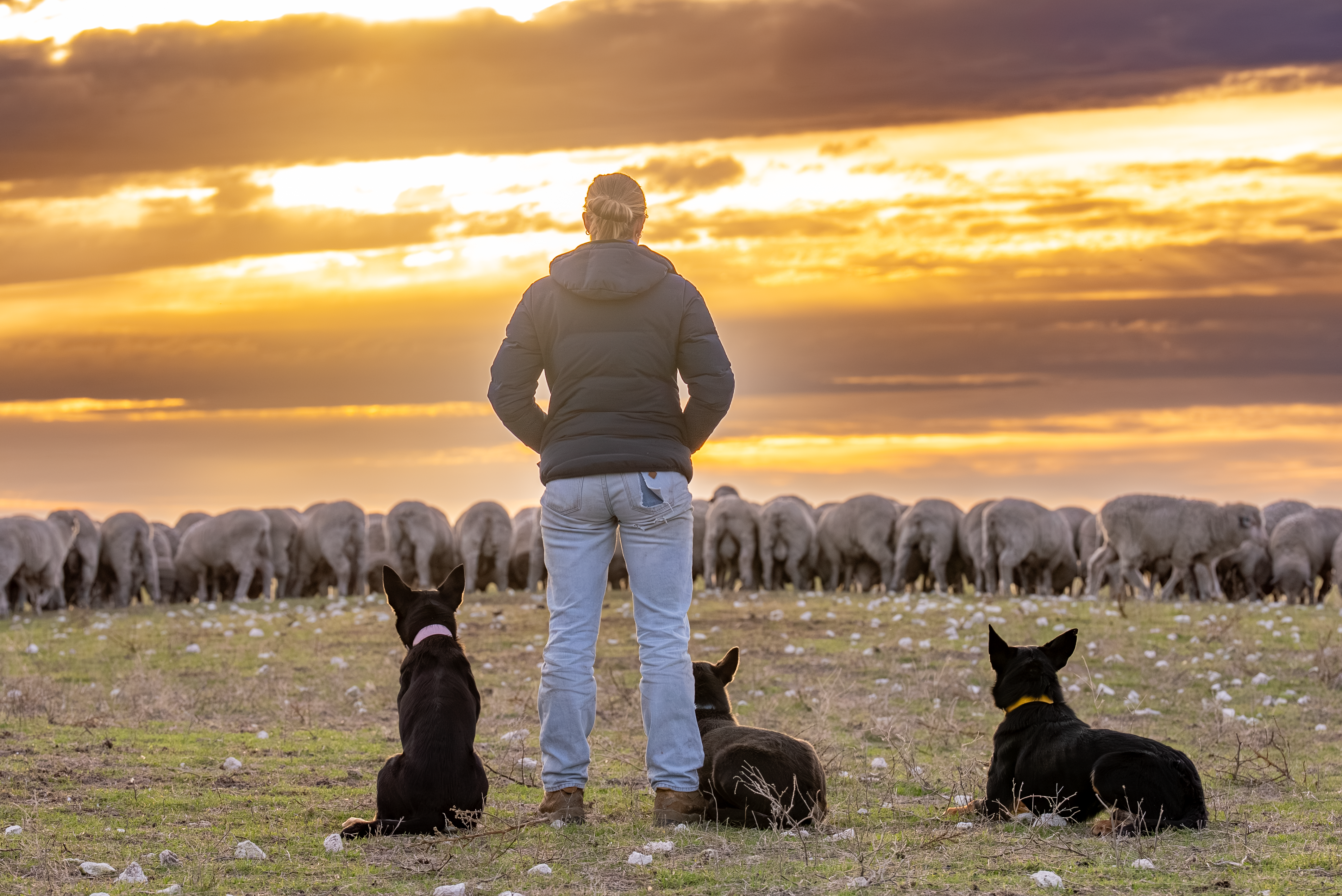 Weekly Sheep & Lamb Market Report