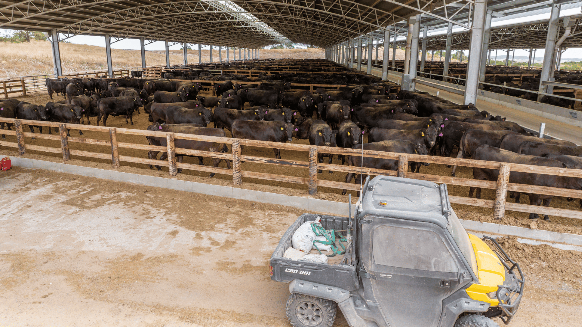 Cattle prices plateau as clearance rates soften across all categories