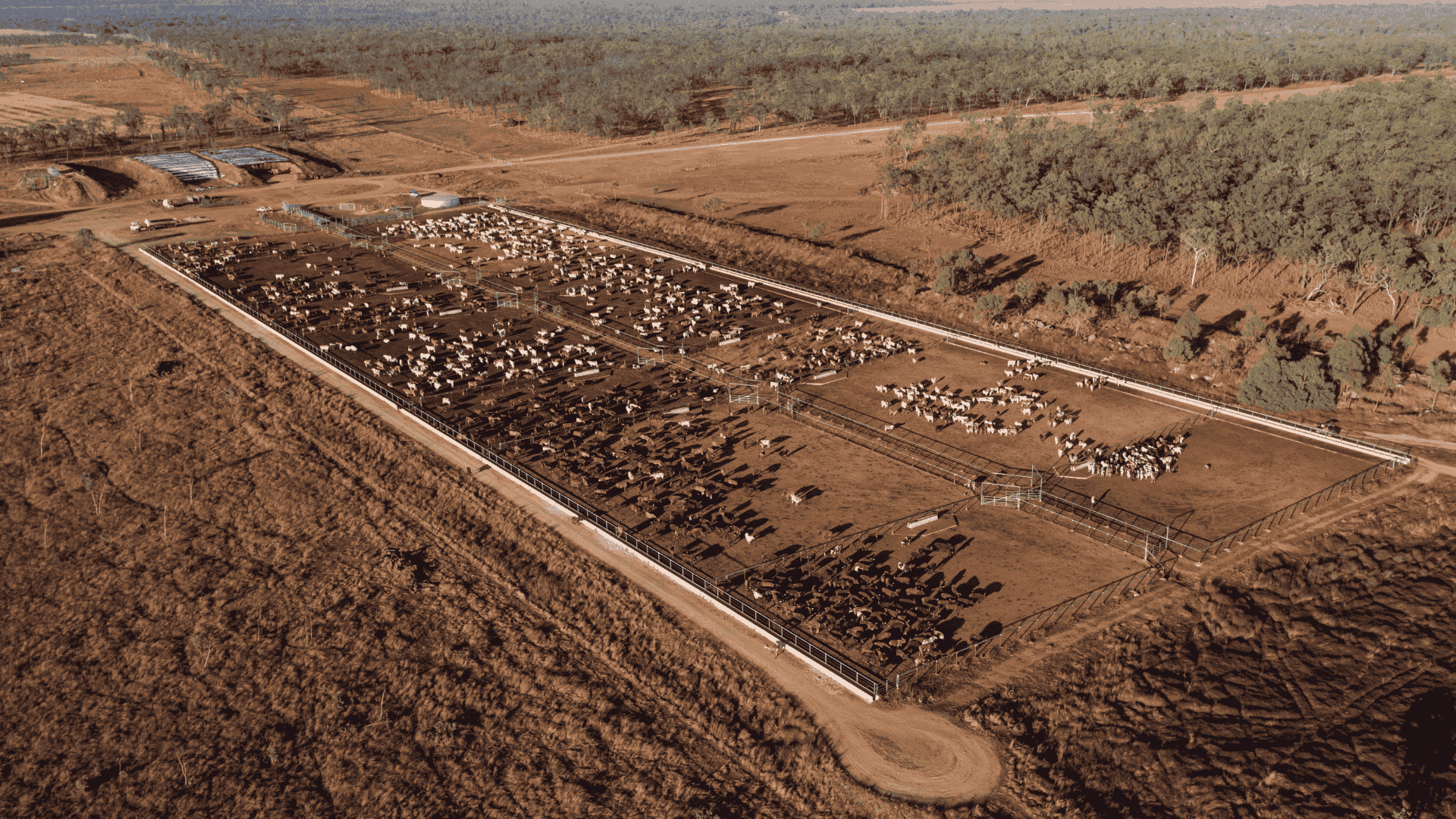 Feedlot capacity and numbers on feed hit new highs