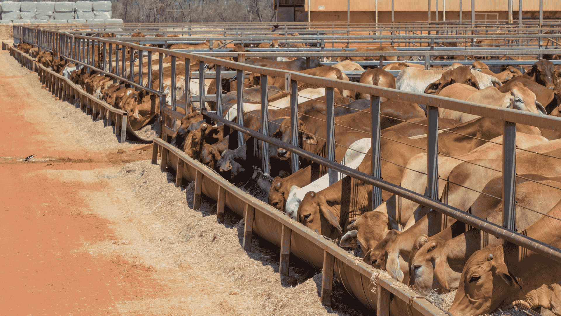 Northwest of NSW seasonal challenge a contributor to weaker market environment