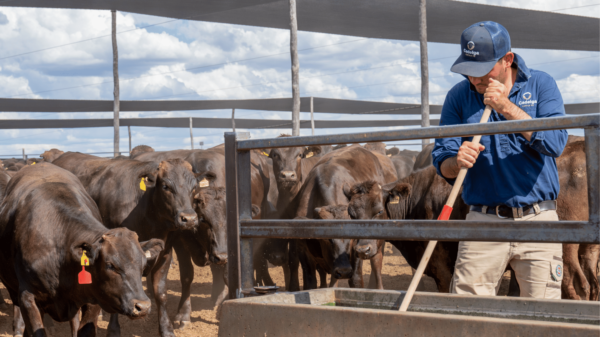 INDICATORS: Cattle markets continue upward trajectory
