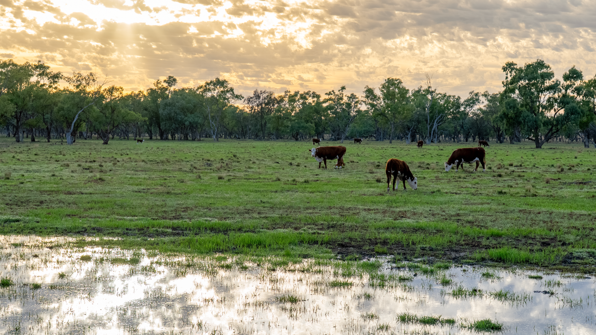 Aussie cattle producer beefs up profit, despite floods