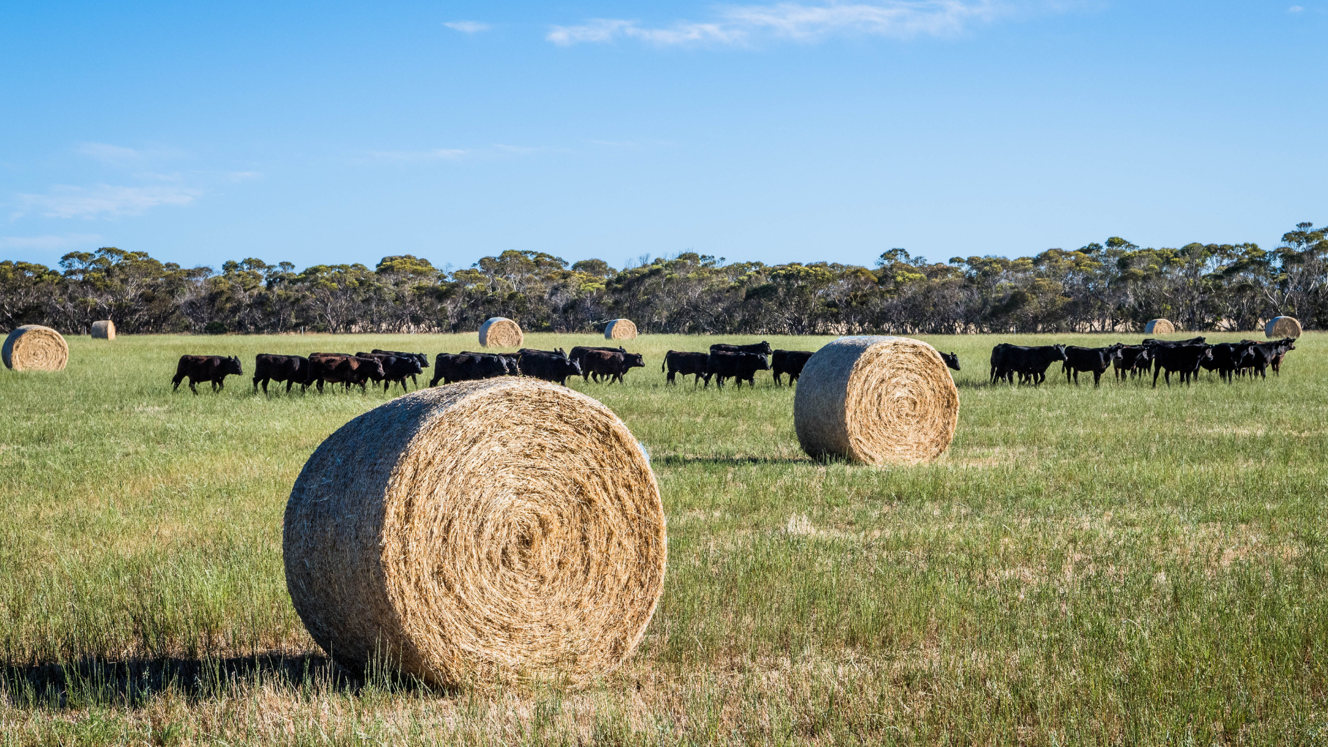 Hay and feed grain rally starting in the north
