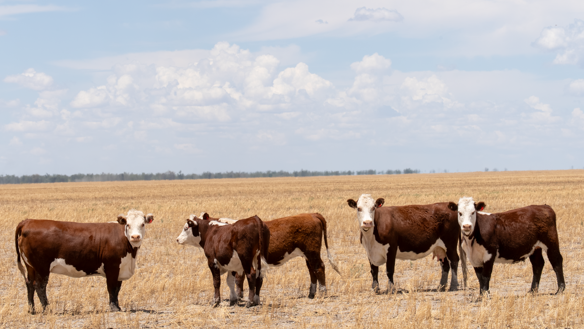 Do El Niño declarations really impact cattle markets?