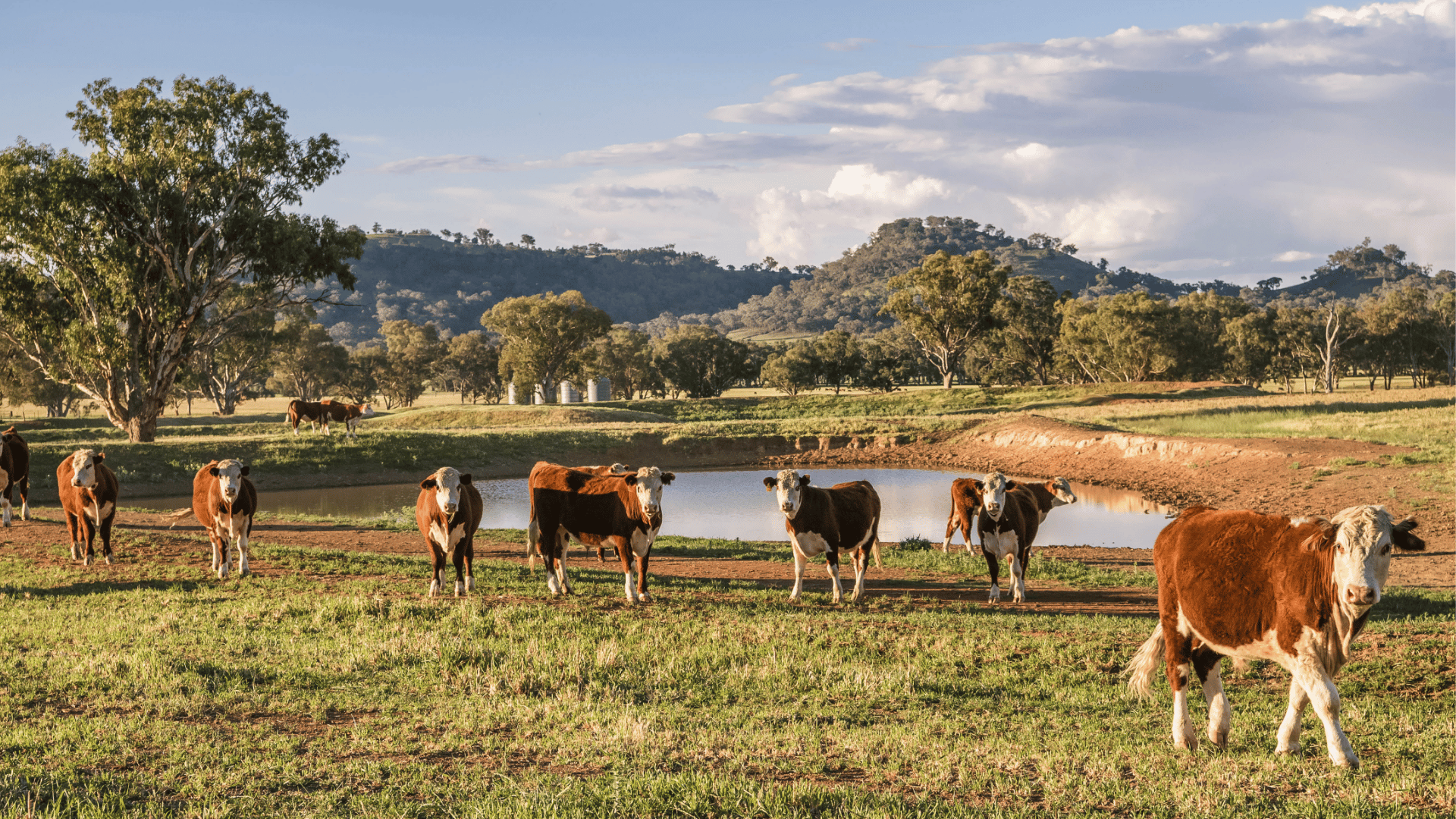 INDICATORS: EYCI dips and lamb prices climb