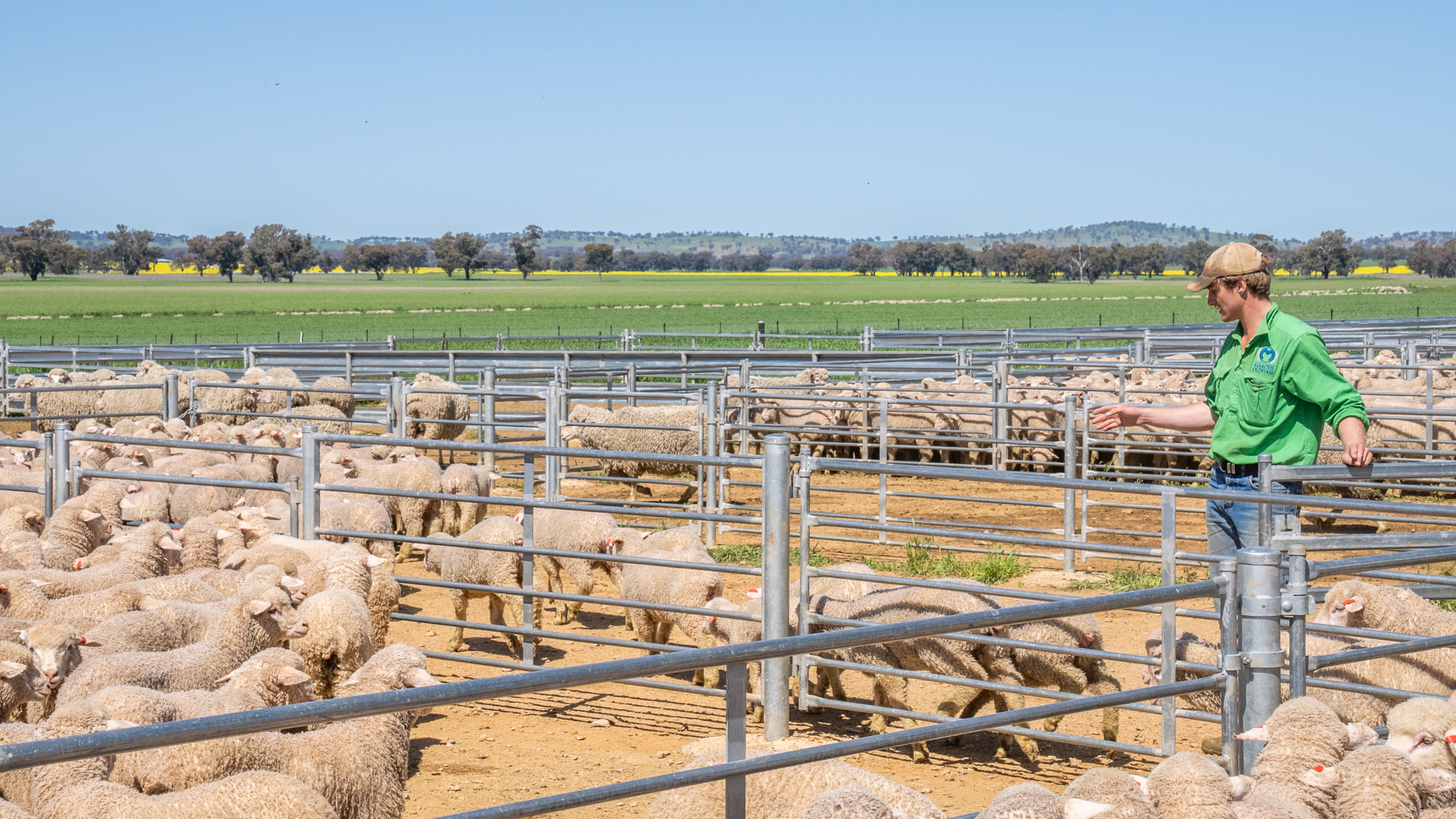 Weekly Sheep & Lamb Market Report