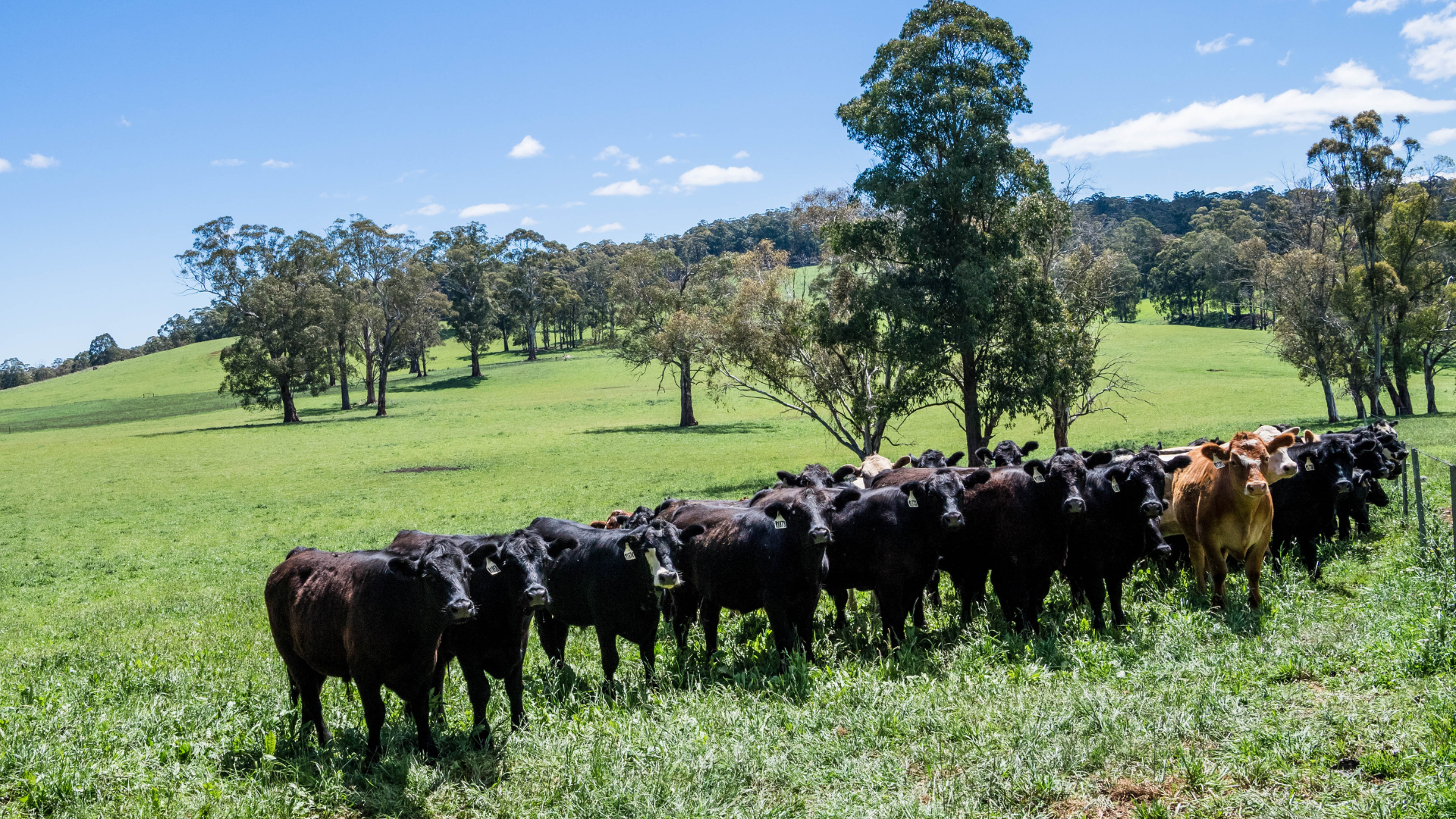May rain masks a deeper dry but cattle are moving