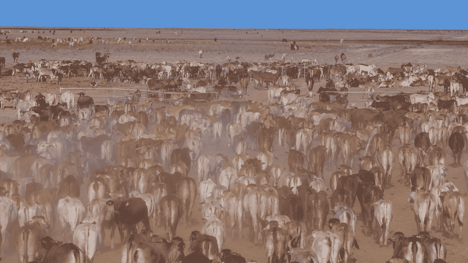 Prices under pressure from forced NSW turnoff and increased QLD supply