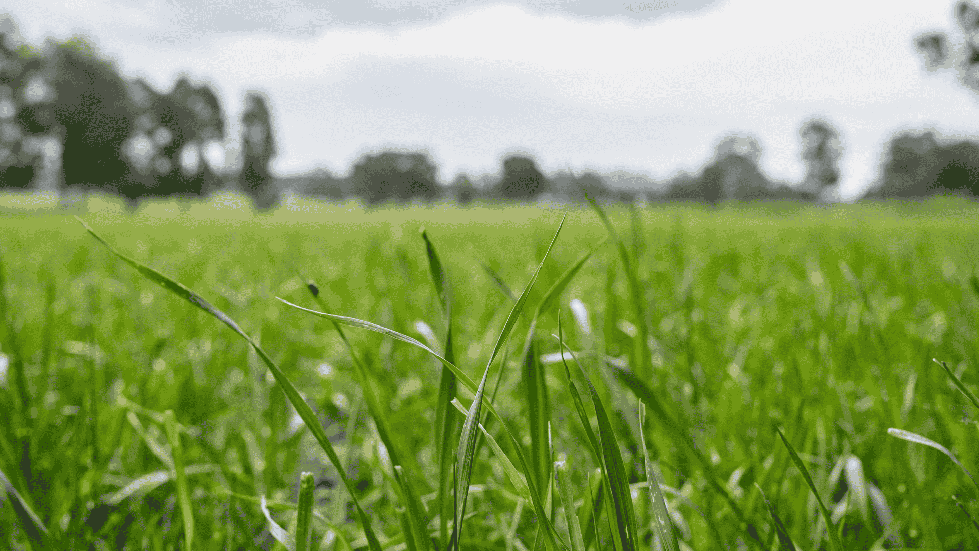 Global AI challenge to transform Aussie pasture management