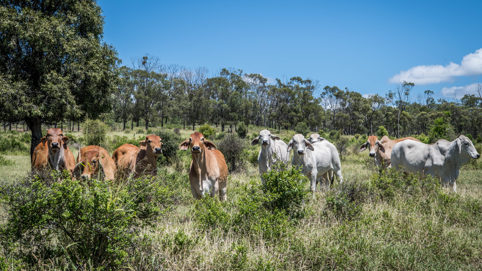 Reality check: the other side of the cattle price story