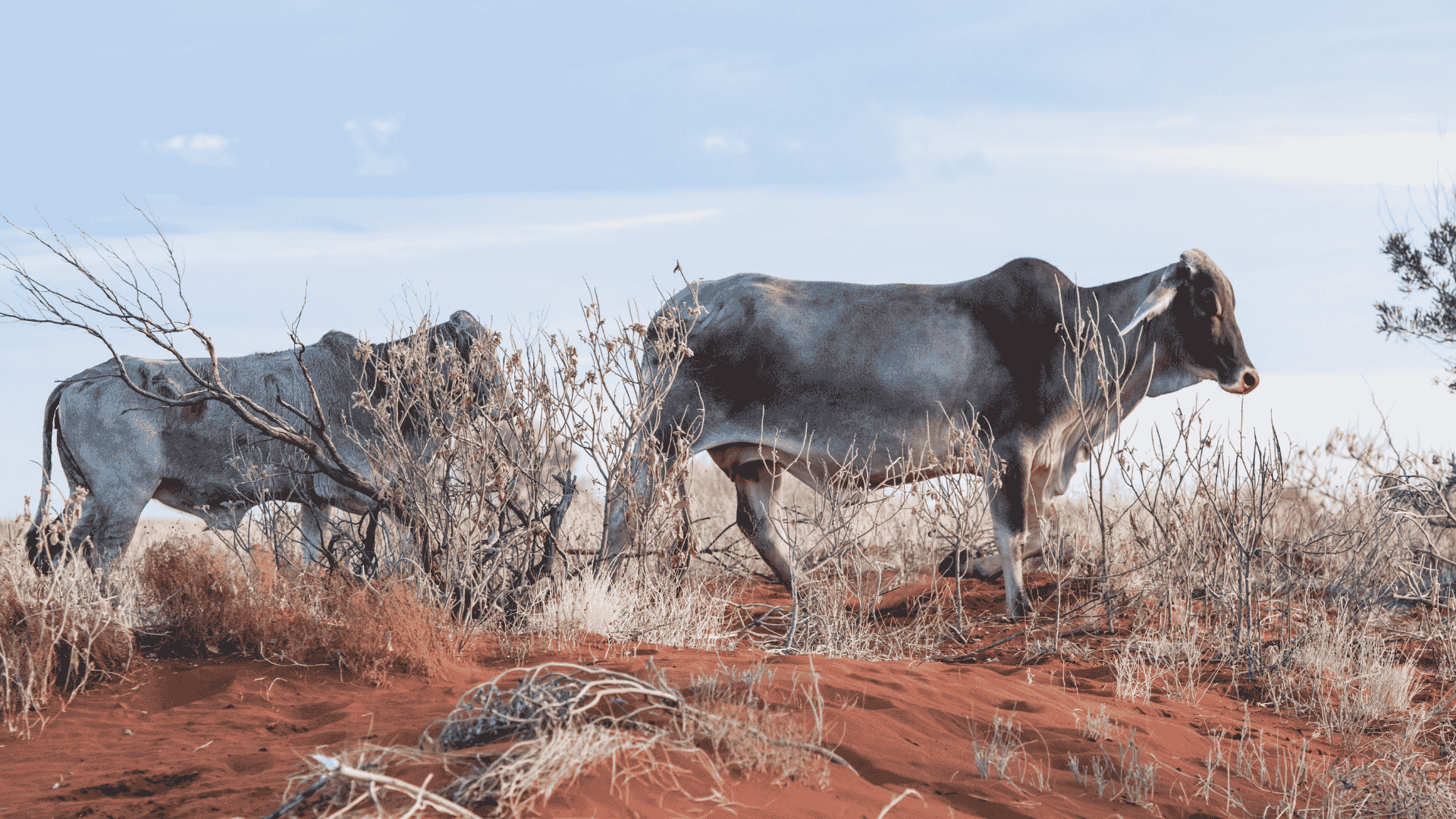 INDICATORS: Cattle prices rising, ARLI's new peak