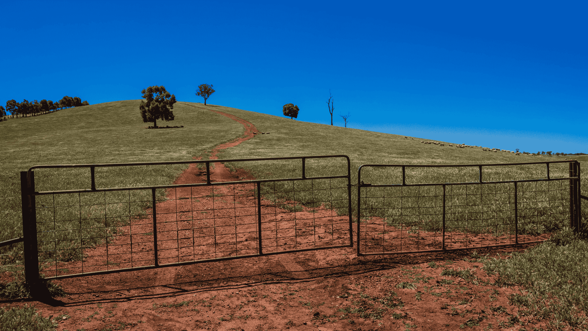 Record livestock prices drive grazing land surge