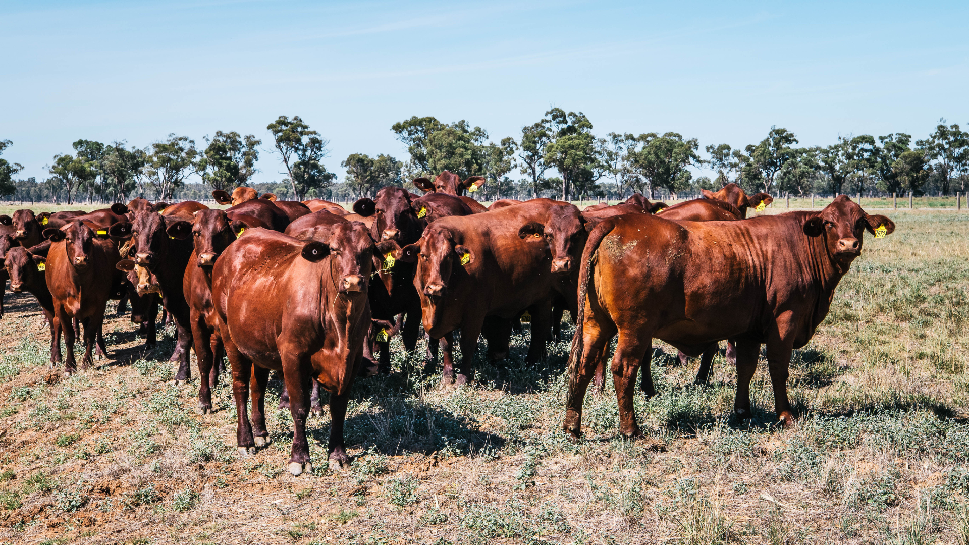 Santa Gertrudis cements its place as the buyers’ breed on AuctionsPlus