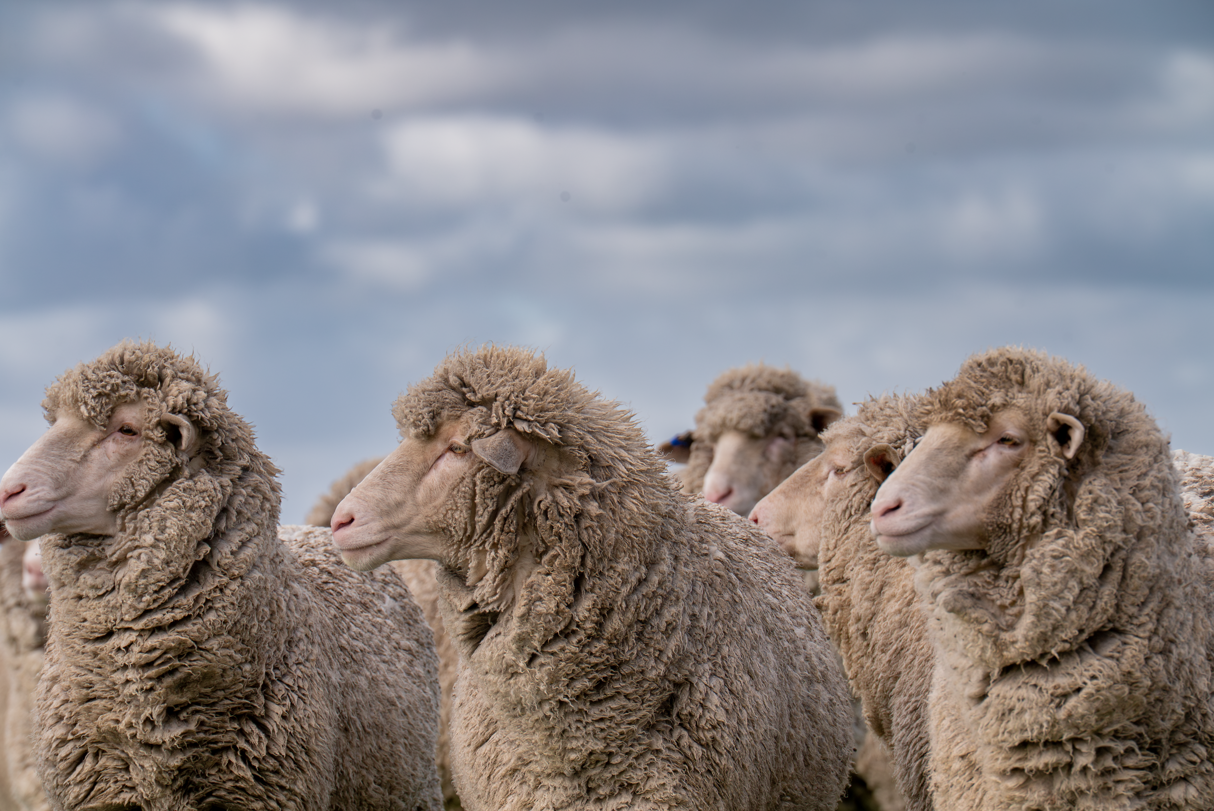 Weekly Sheep & Lamb Market Report