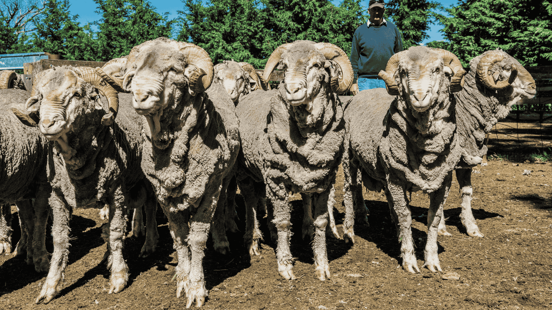 Weekly Sheep & Lamb Market Report