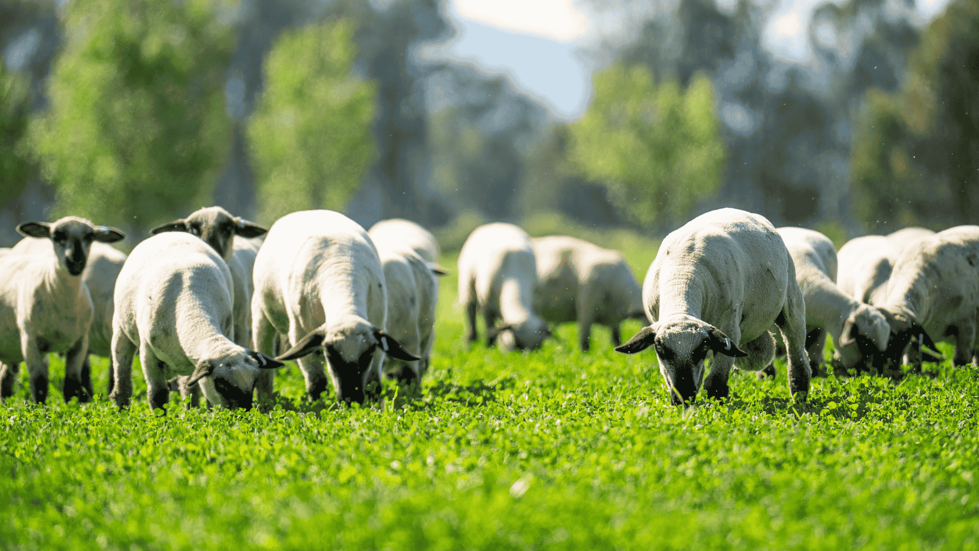 The sheep flock reset changes the rebuild story