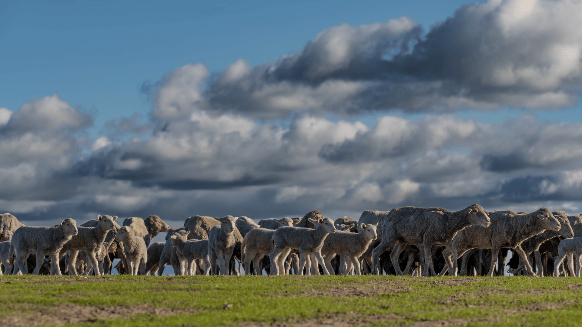 Merino wethers drive record September for new season lambs on AuctionsPlus