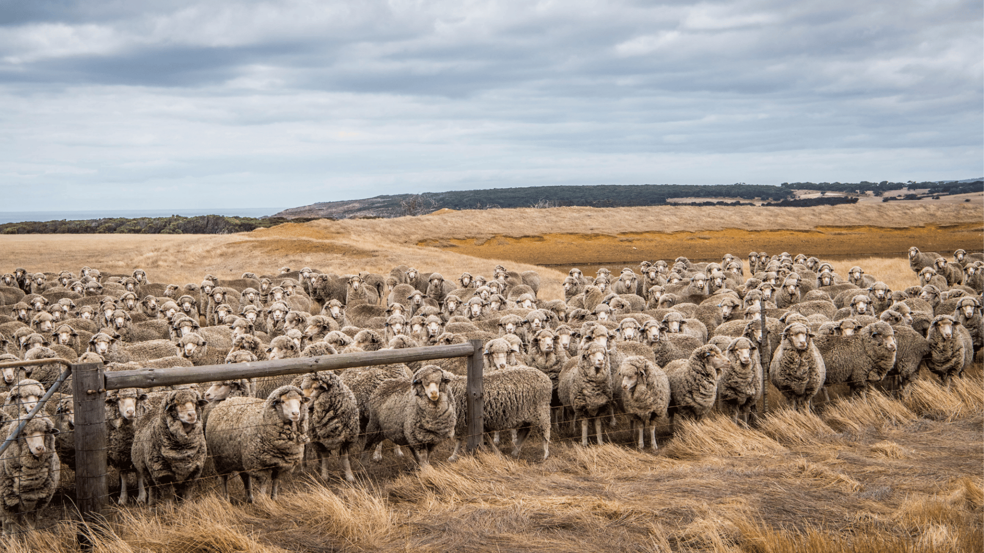 Mutton volume and price ratios