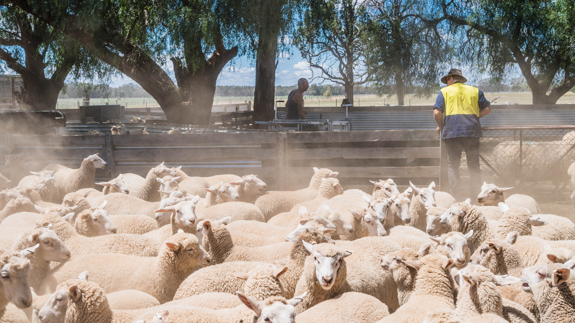 Was that the peak for lambs?