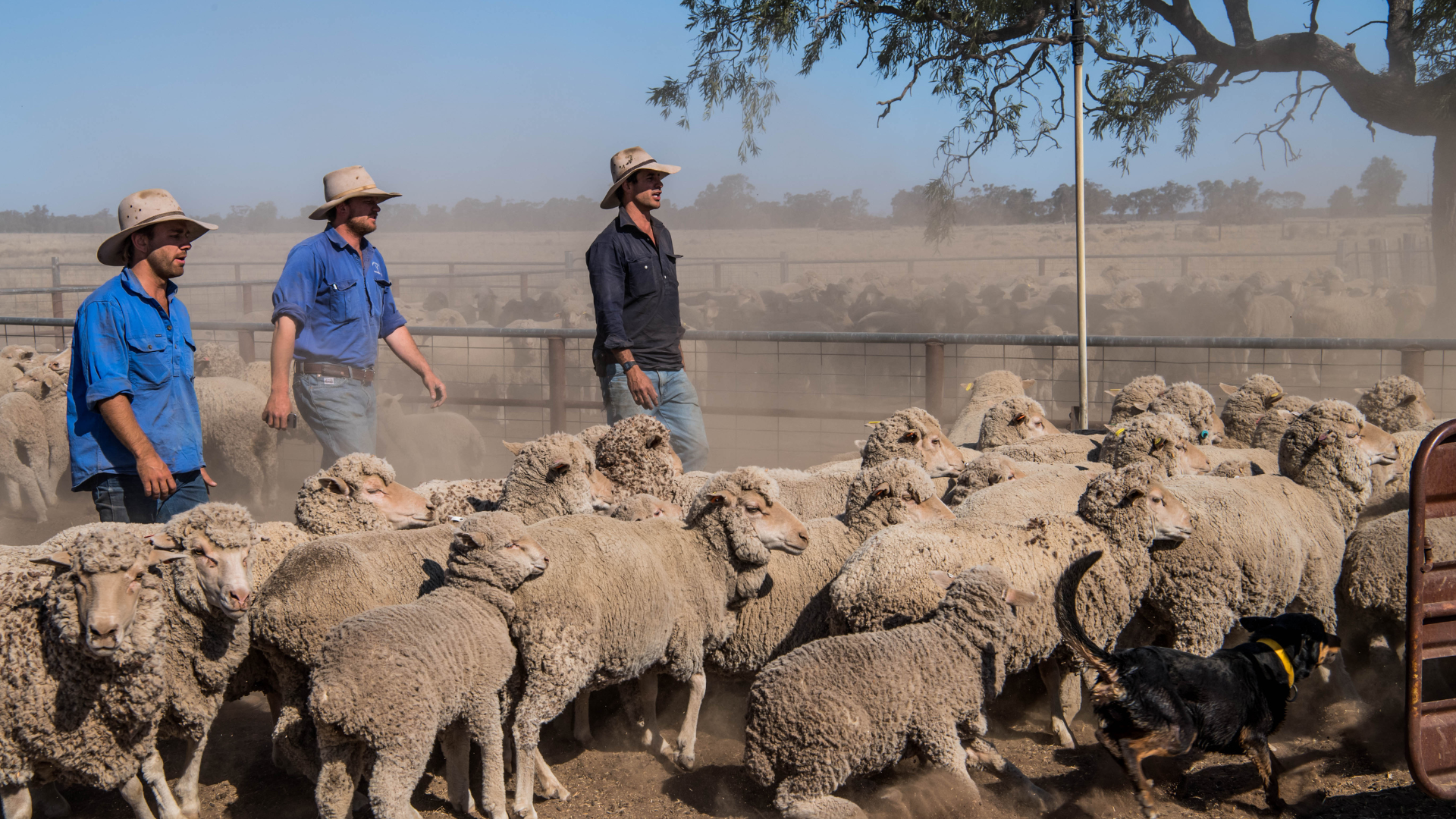 Lamb slaughter down, weights up