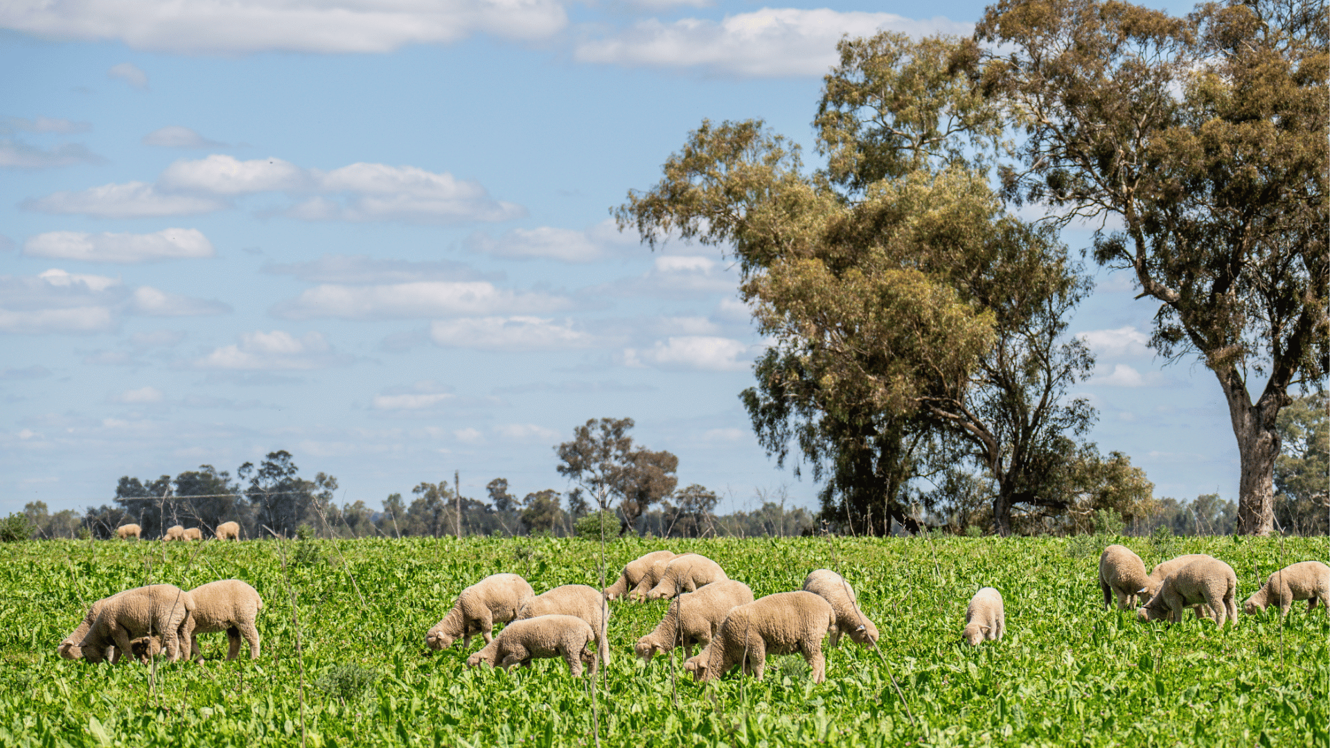 Record prices headline strong new season lamb run