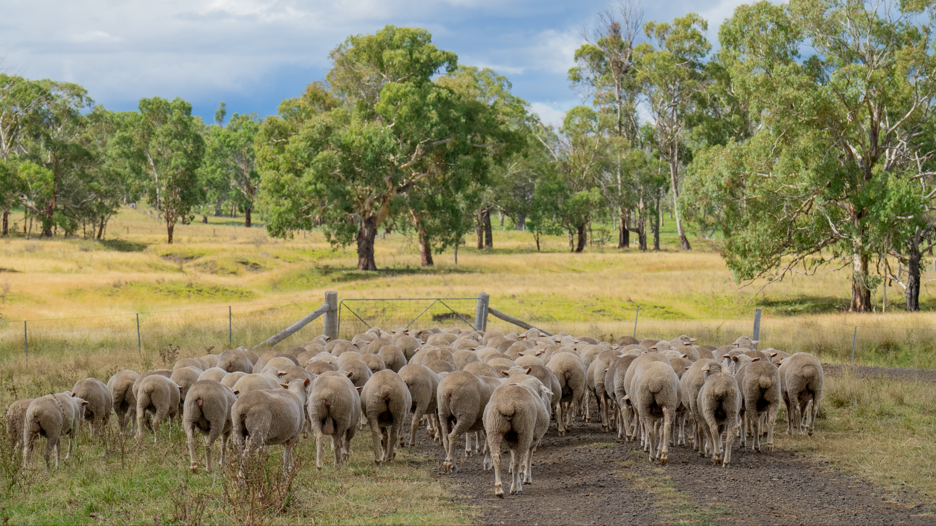 Sheep clearance hits seven-year high as AuctionsPlus livestock trade strengthens in FY26
