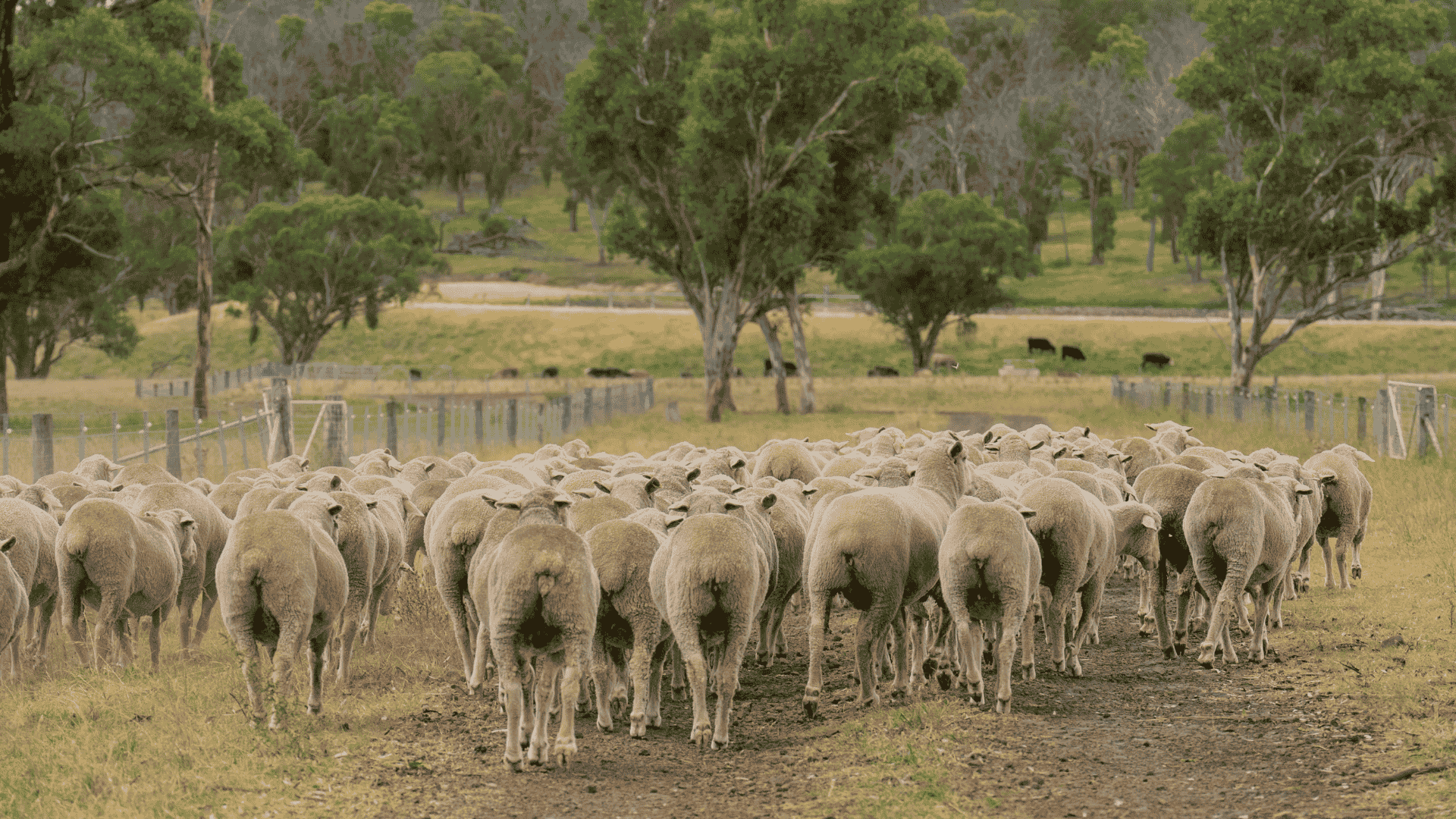H agrishots sheep moving