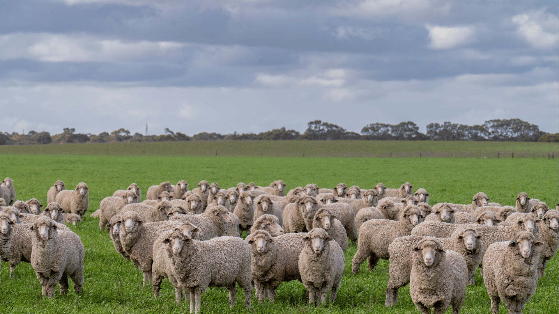 Fibre diameter in the Australian merino clip