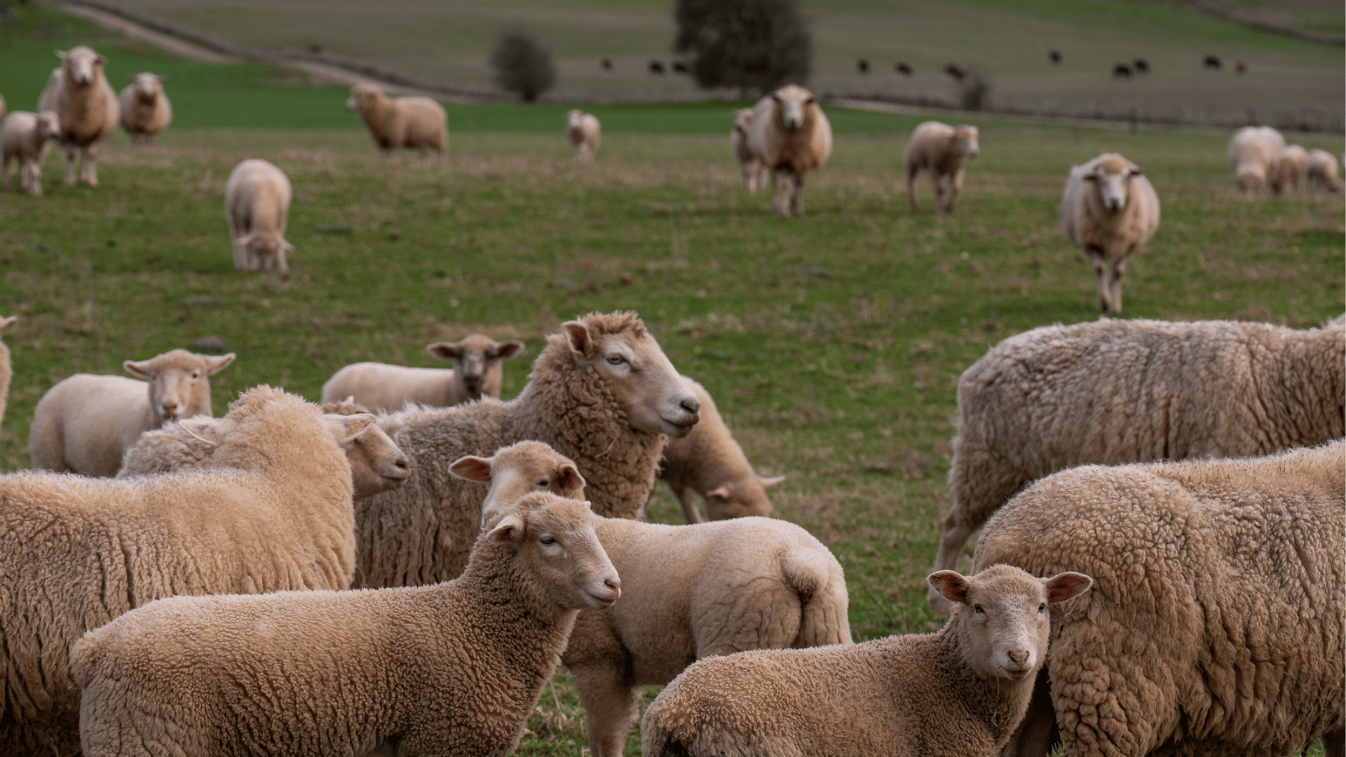 Weekly Sheep & Lamb Market Report