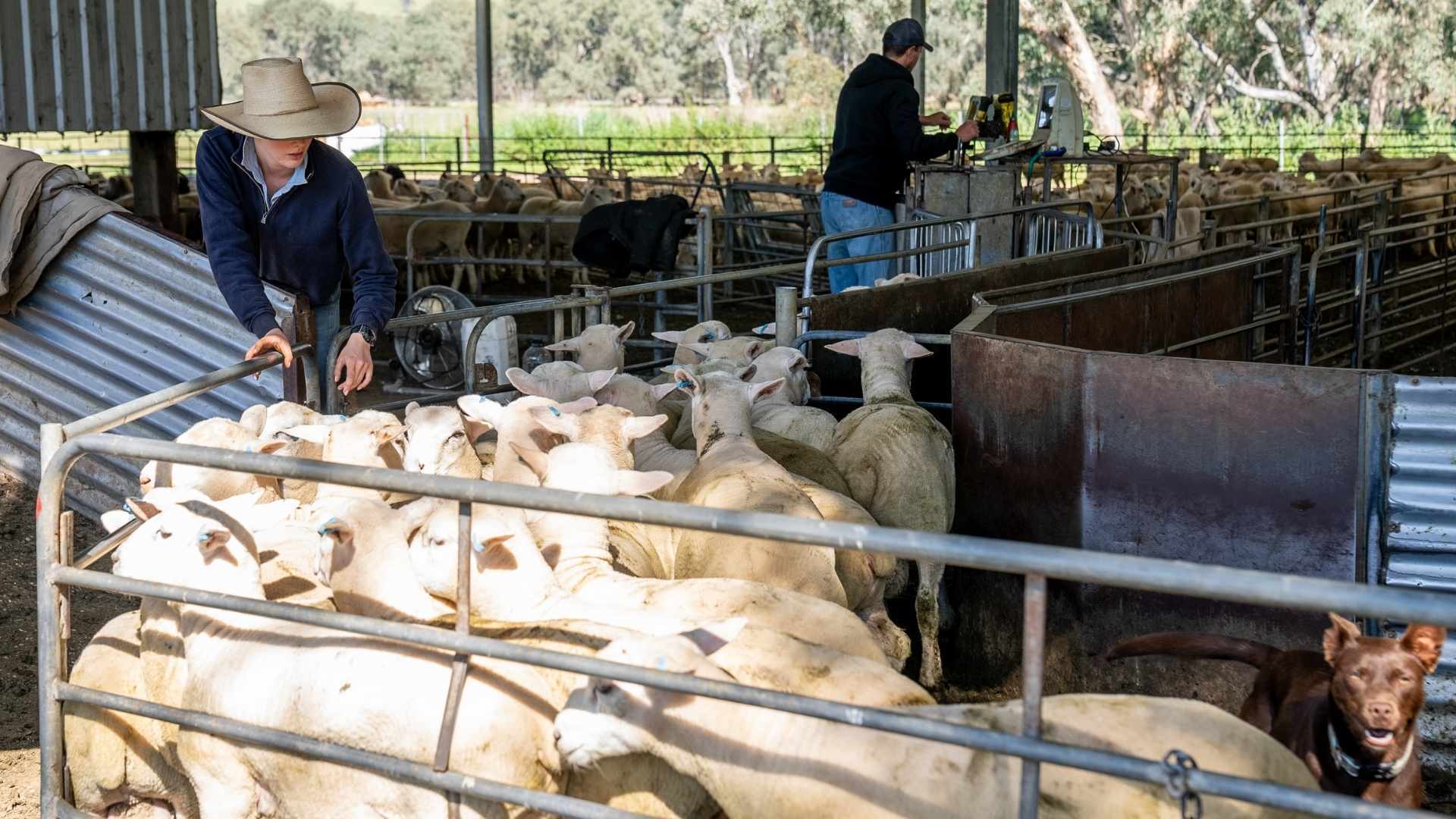 2025: Record lamb prices and ‘tight supply’