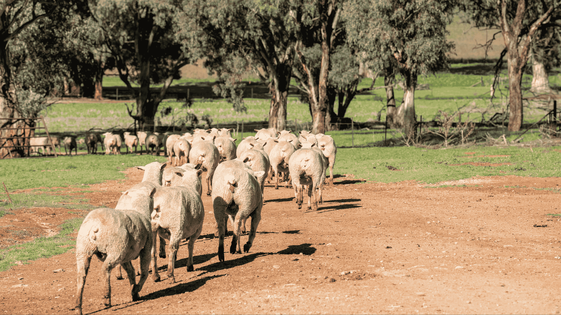 INDICATORS: Lambs strong, but cattle slip in lead up to Easter