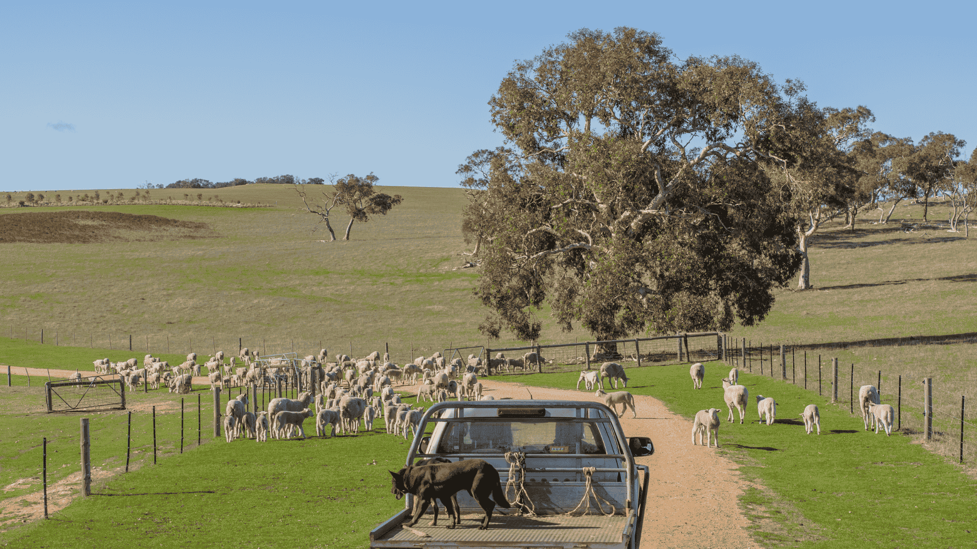 February rain lifts Restocker Lamb Indicator