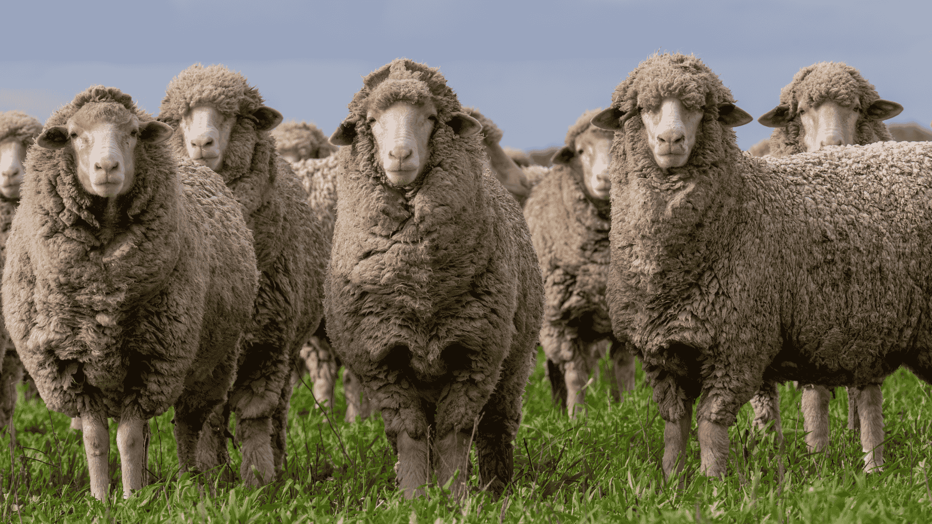 Wool market opens 2026 with best first-week result since 2011