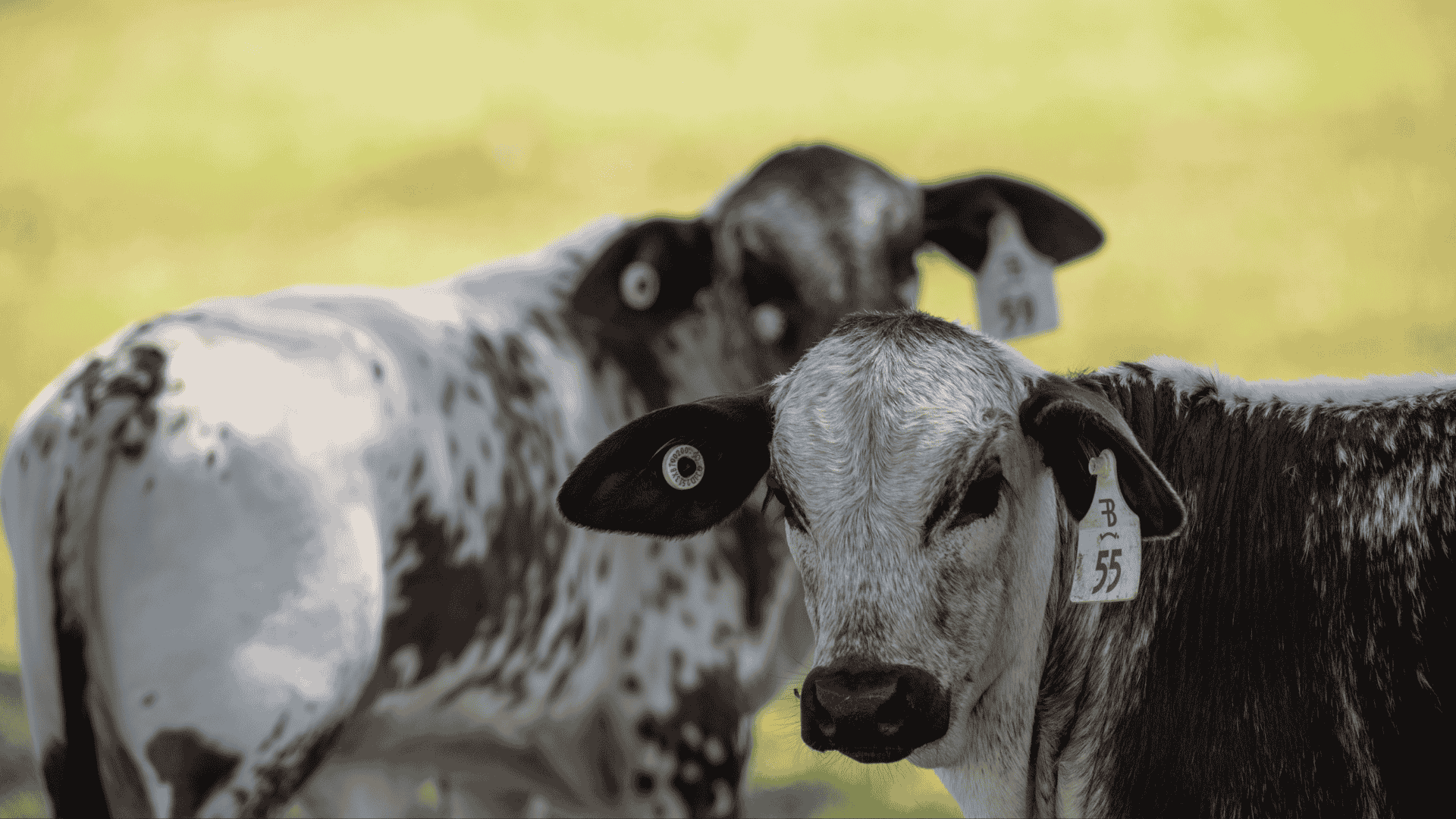 INDICATORS: Livestock markets dip under increased supply but light lambs continue climb