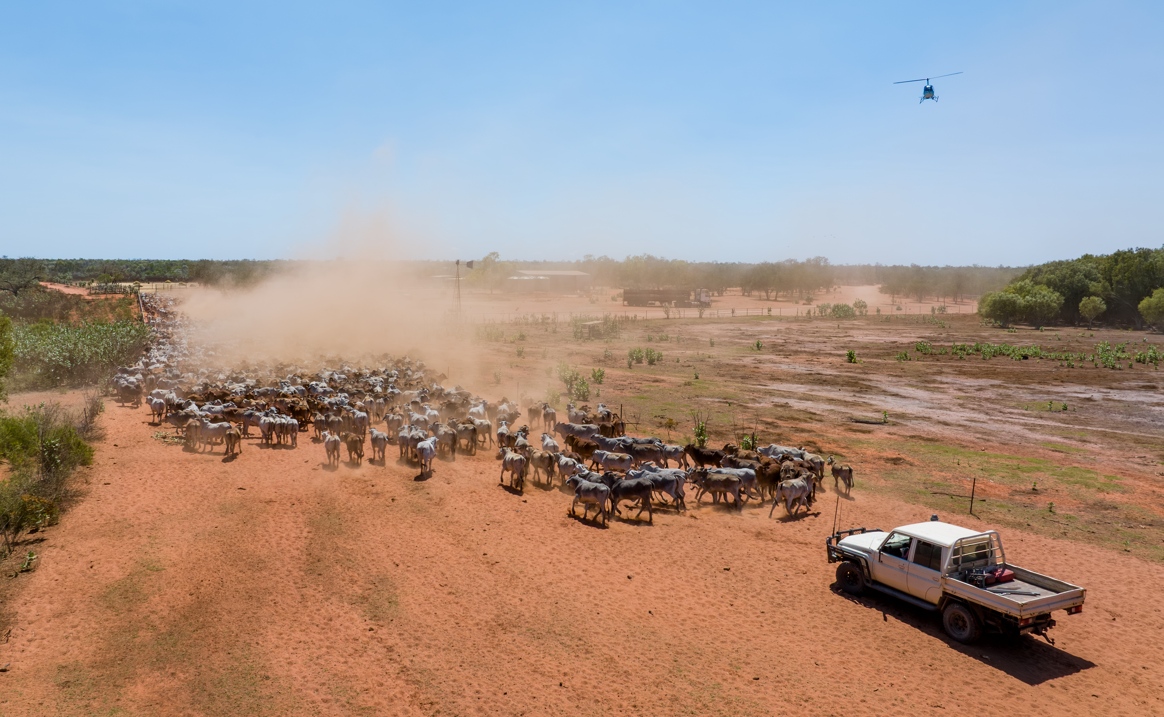 INDICATORS: Cattle indicators tumble and sheep markets have mixed results