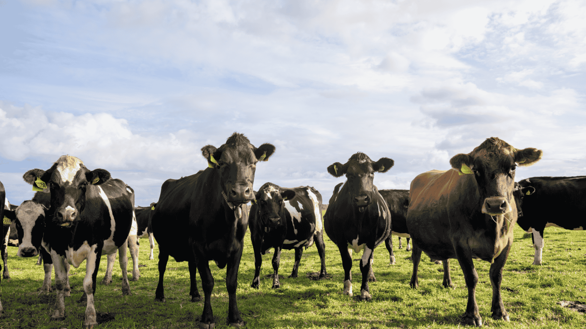 NEWS IN BRIEF: Virtual fencing gets green light, new RIC loans, young auctioneer finalists announced