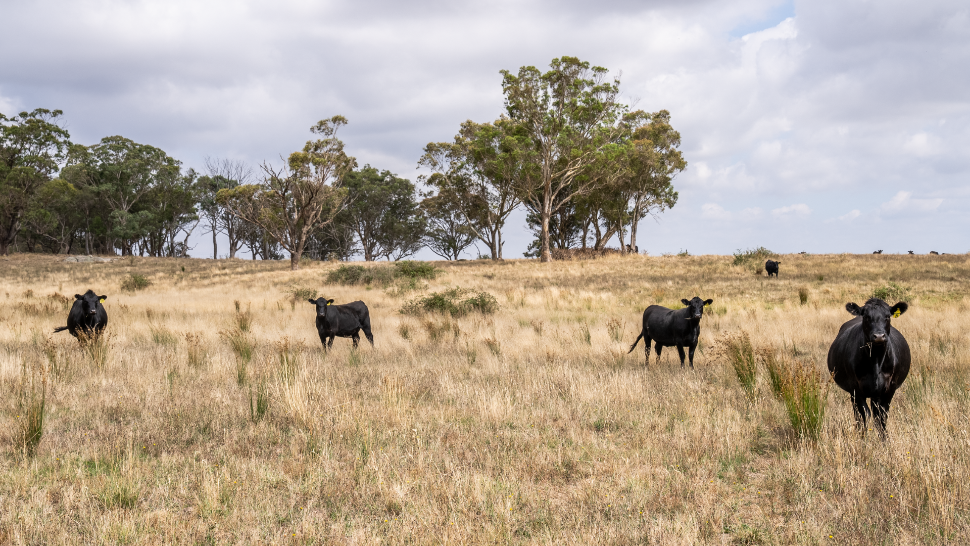 Global beef prices and local cattle prices moving in opposite directions