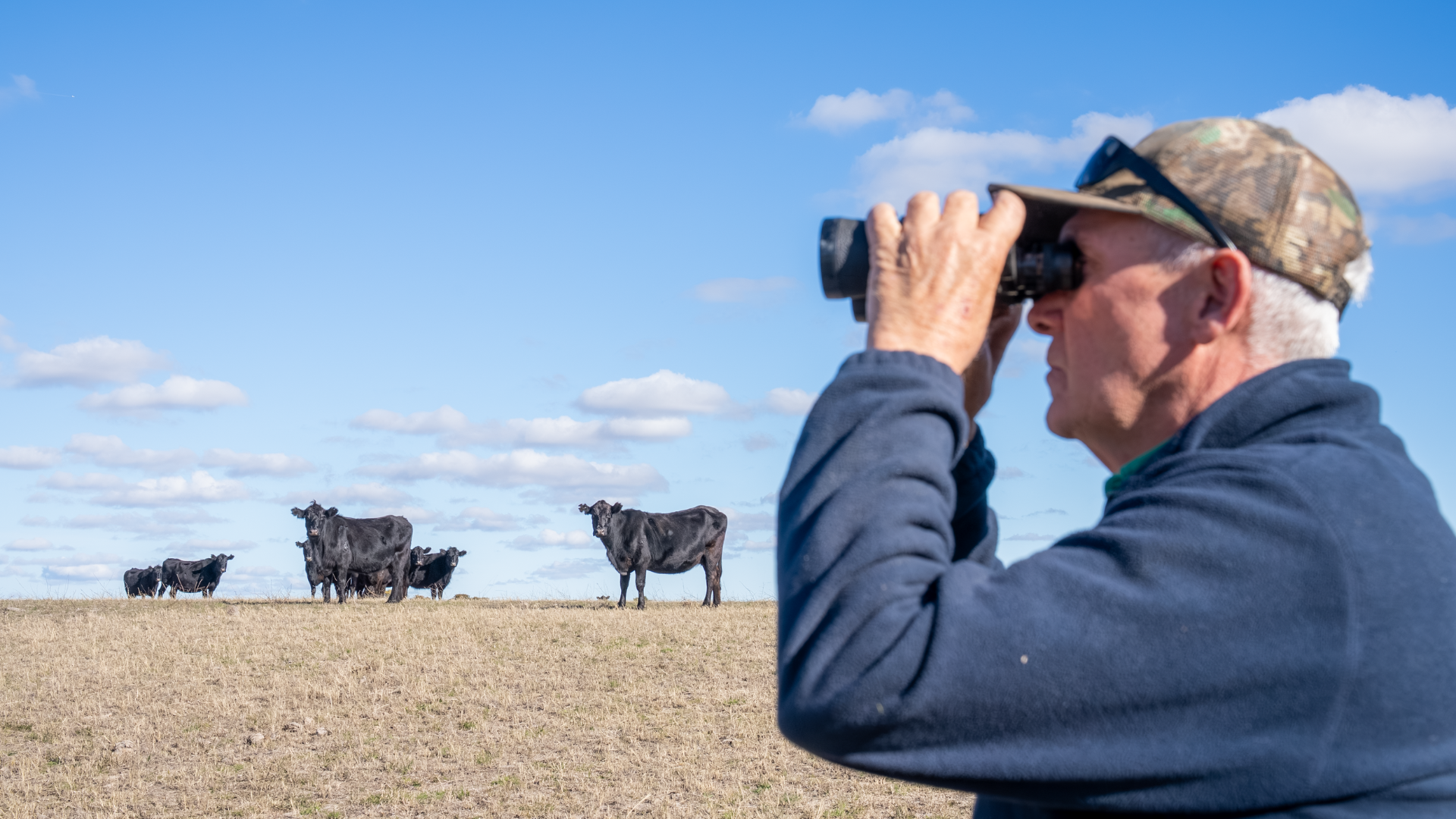 All eyes on cattle market as prices hit 26-week high