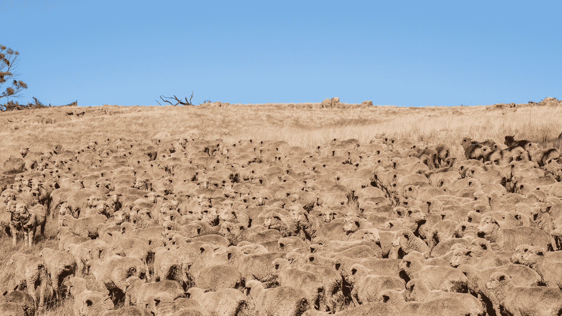 INDICATORS: Cattle markets steady, lamb indicators lead annual gains