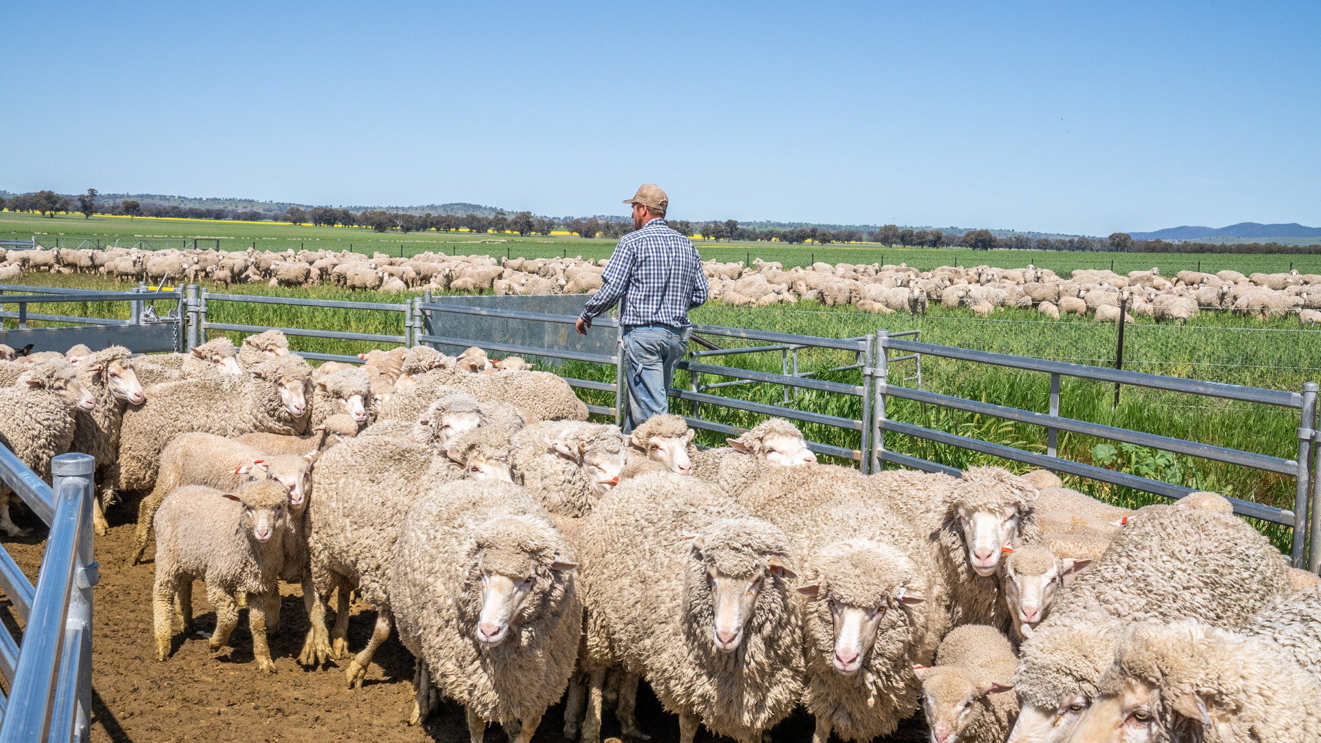Little fanfare for record trades and mutton