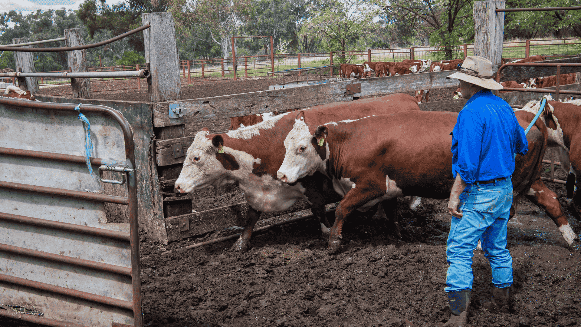 Most cattle producers optimistic about the next year
