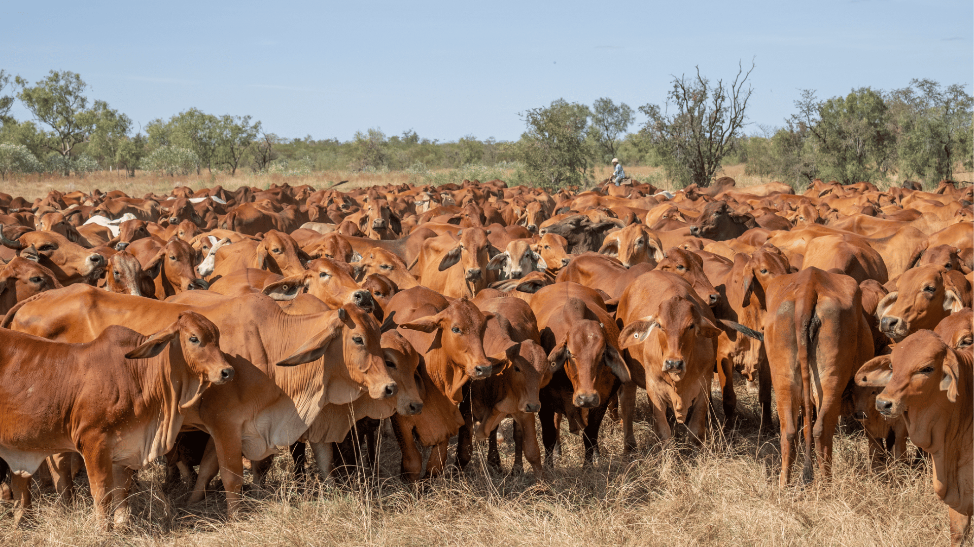 Slaughter resets 50-year highs as beef production breaks new records