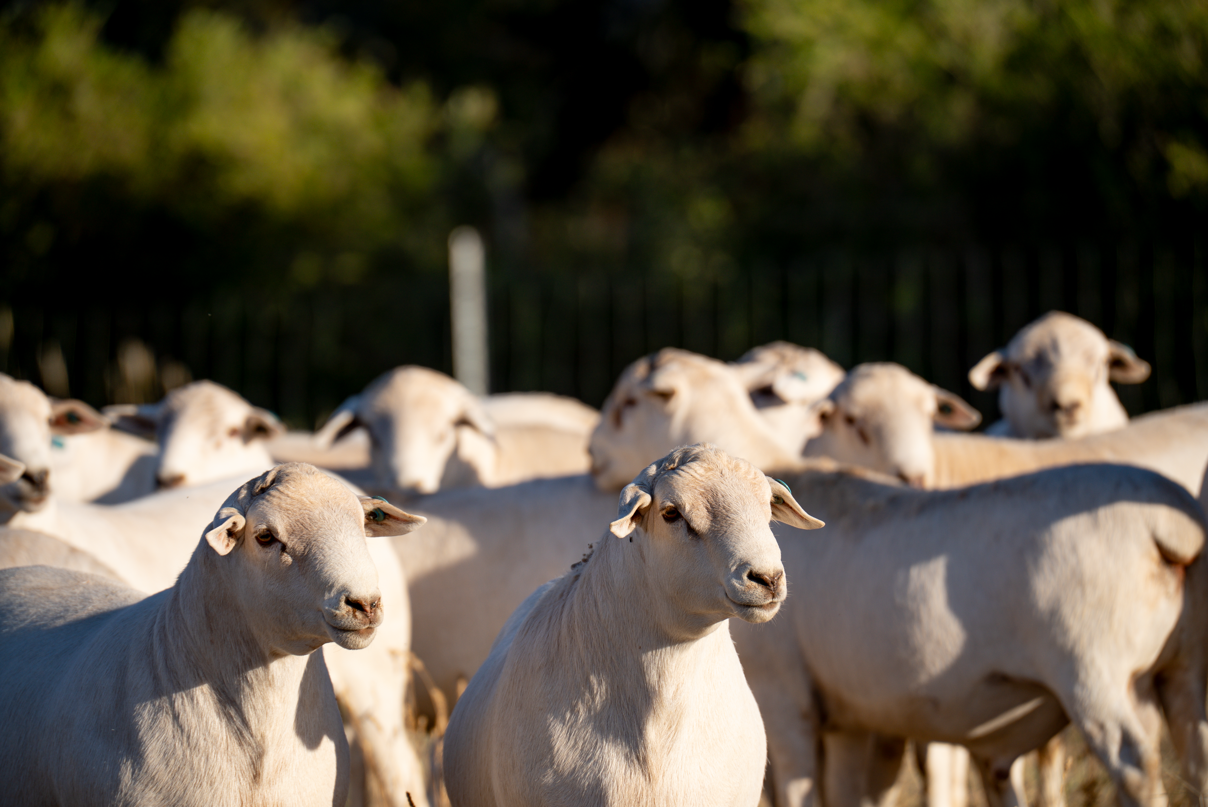 INDICATORS: EYCI and NYCI nudge backwards